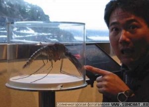 Создать мем: камара, самый большой комар, комар