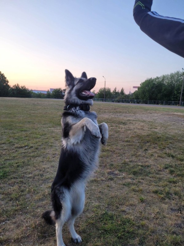 Create meme: german shepherd, eastern European shepherd, shepherd 