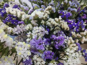 Create meme: flowers statice, statice Crimean mixture, statice planting and care
