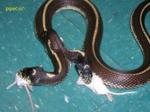 Создать мем: ямкоголовые змеи представители, королевская змея калифорнийская нитида, королевская змея