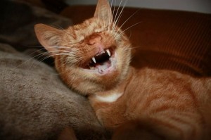 Create meme: cat , red cat , the ginger cat yawns