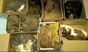 Создать мем: кошки, много котов в коробке, кот