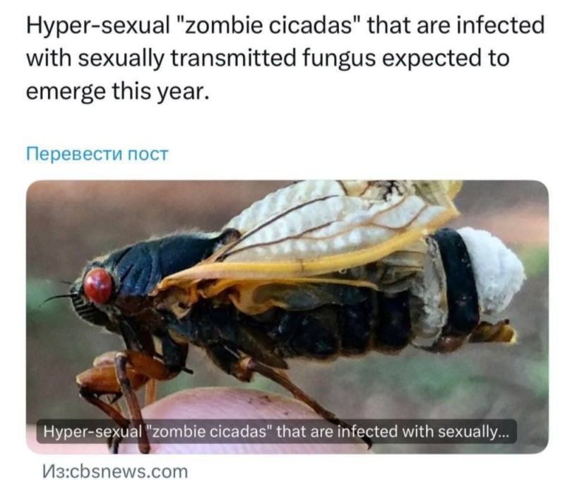 Create meme: insect, cicadas cicadas, Cicada
