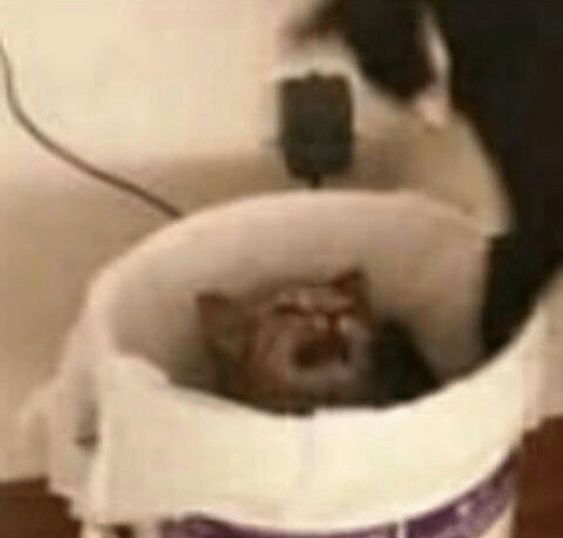 Create meme: crazy cat, cat , the cat in the bin