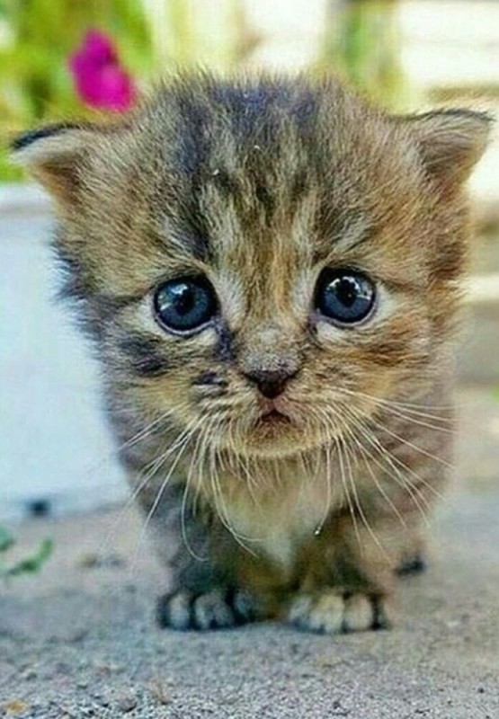 Create meme: cute kittens , sad cat , sad kitty