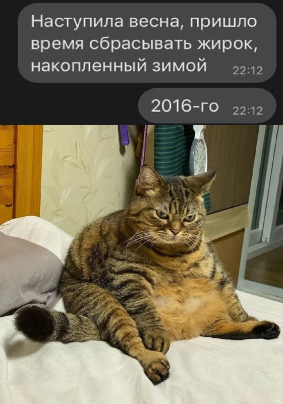 Создать мем: кот юмор, очень жирный кот, жирный кот