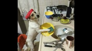 Create meme: dog meme, dog, the dog is helping around the house