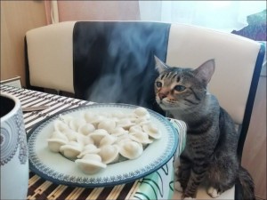 Create meme: cat, the cat and the dumplings, cat