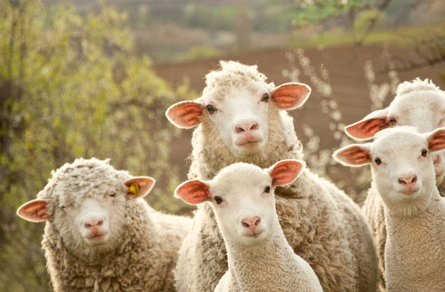 Create meme: agricultural animals, a flock of sheep, small cattle