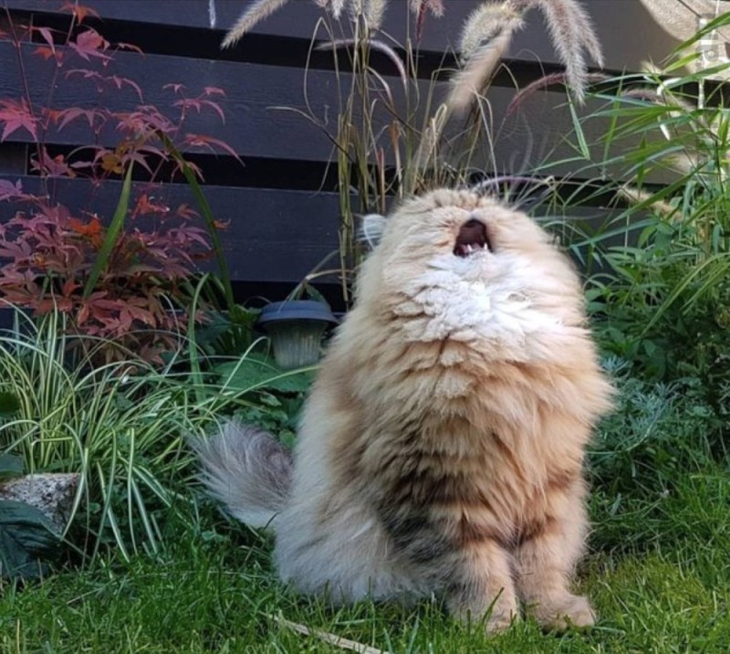 Create meme: fluffy cat, the cat screams, cat aaaah