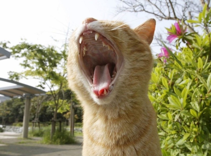 Создать мем: кричащий кот, орущий котик, зевающий кот