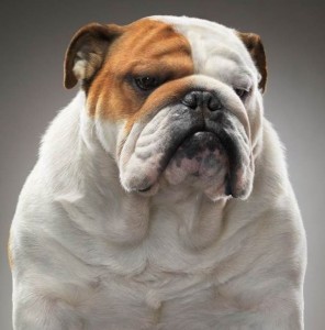 Create meme: breed English bulldog, English bulldog