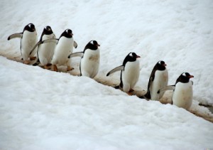 Создать мем: снег, мем пингвин, penguen