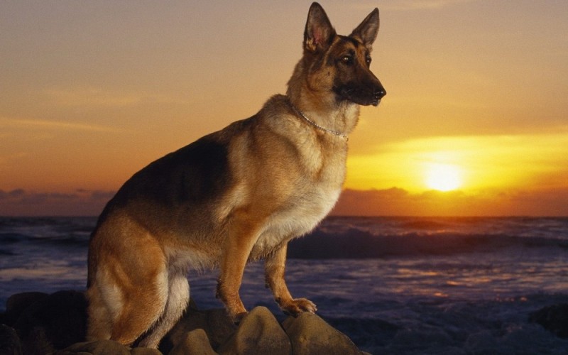 Create meme: german shepherd max, German shepherd , German shepherd dog