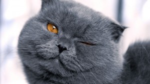 Create meme: cats, cat, sly grey cat