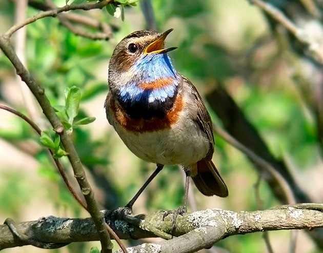 Create meme: varakushka bird, nightingale varakushka birds, yahshi