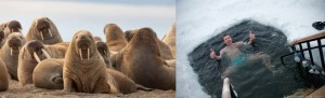 Create meme: walrus