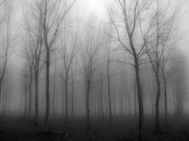 Create meme: grey forest background, foggy forest, fog 