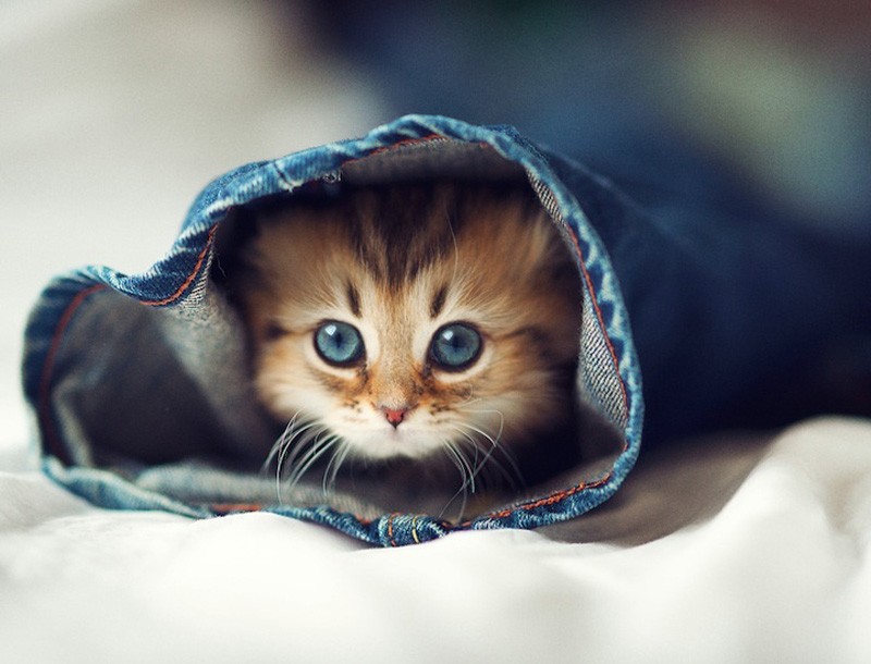 Create meme: cute kittens , cute little kittens, the cutest kittens in the world