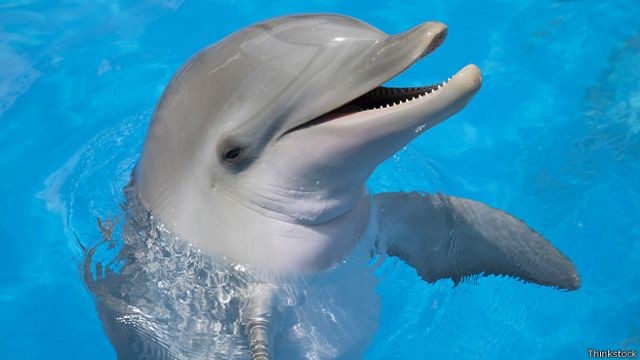 Создать мем: дельфины глаза, улыбка дельфина, милые дельфины