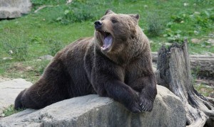 Create meme: grizzly bear, bear, brown bear