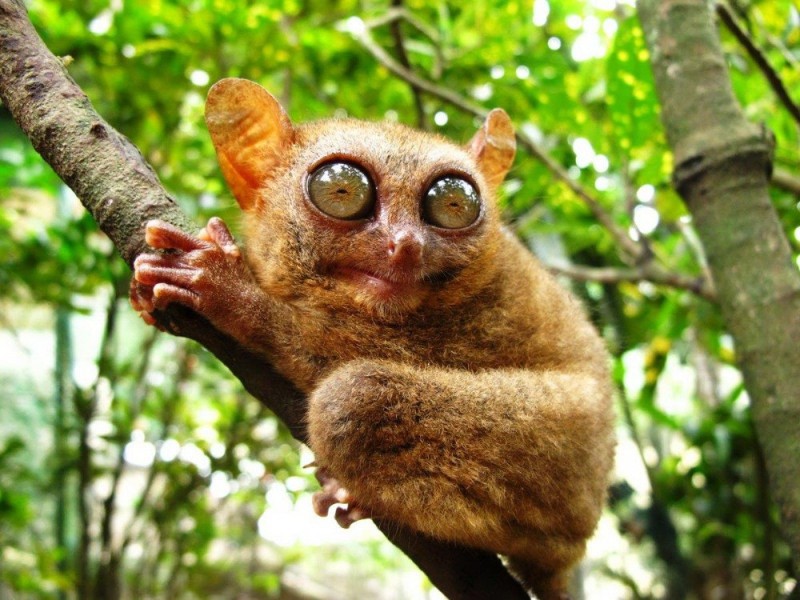 Create meme: lemur tarsier, dwarf tarsier, Sumatran tarsier description