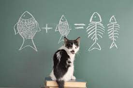 Создать мем: кот и математика, кот, интеллект кошки