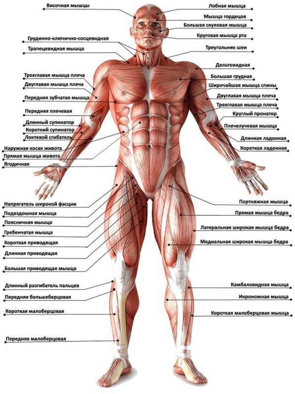 Создать мем: анатомия мышц, мышцы тела человека, мышечная система человека строение мышц