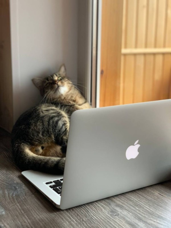 Create meme: cat with laptop, the cat at the computer, a cat with a laptop