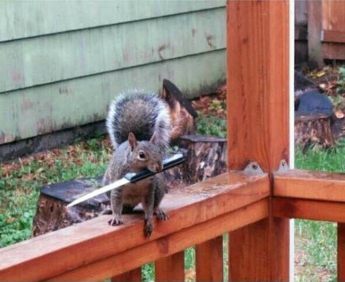 Create meme: squirrel with a knife, the squirrel is funny, killer squirrel