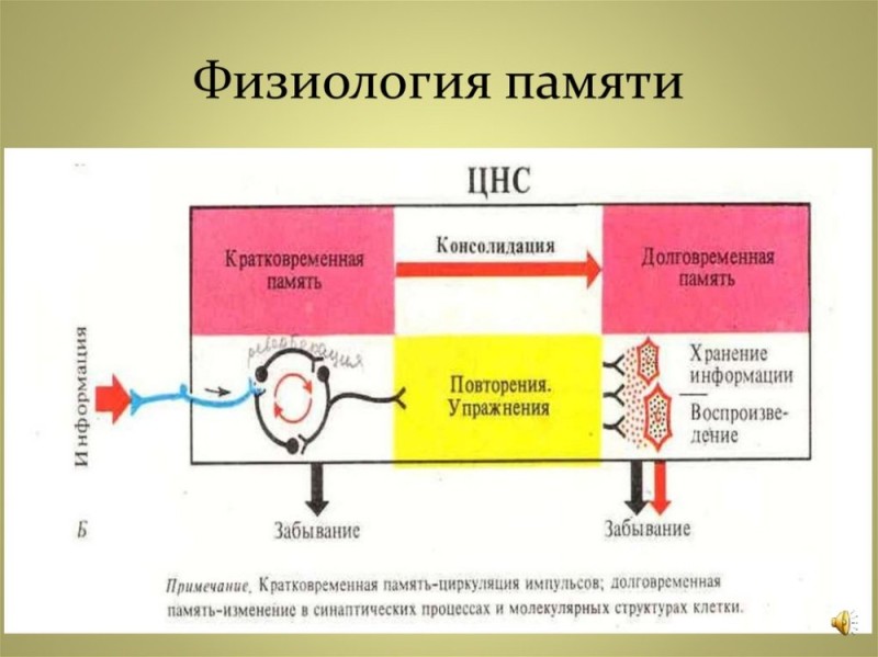 Create meme: physiology of memory, short-term and long-term memory physiology, physiological mechanisms of short-term and long-term memory