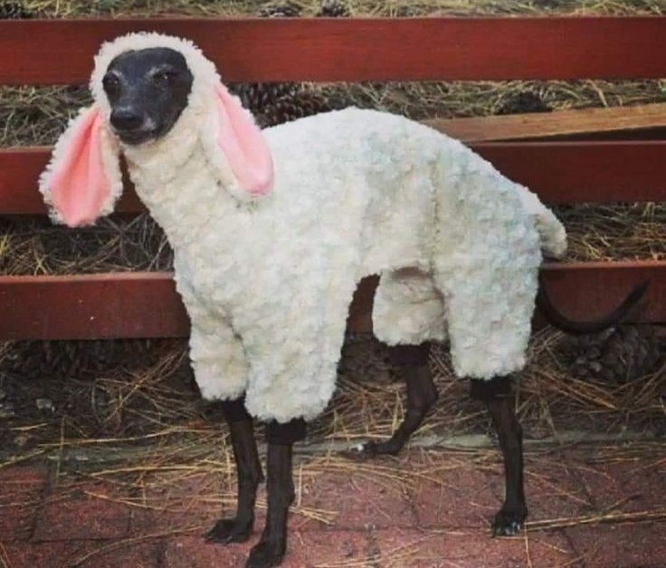 Создать мем: sheep dog, собака смешная, sheep