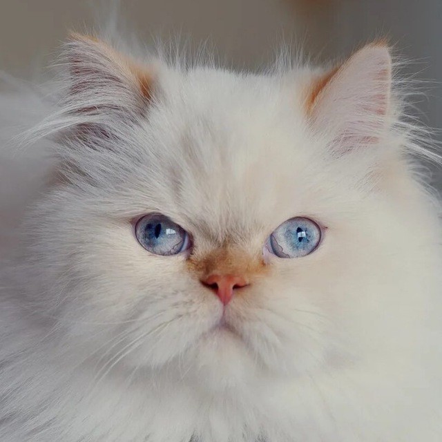 Создать мем: персидская длинношерстная шиншилла, белая персидская кошка, персидский кот