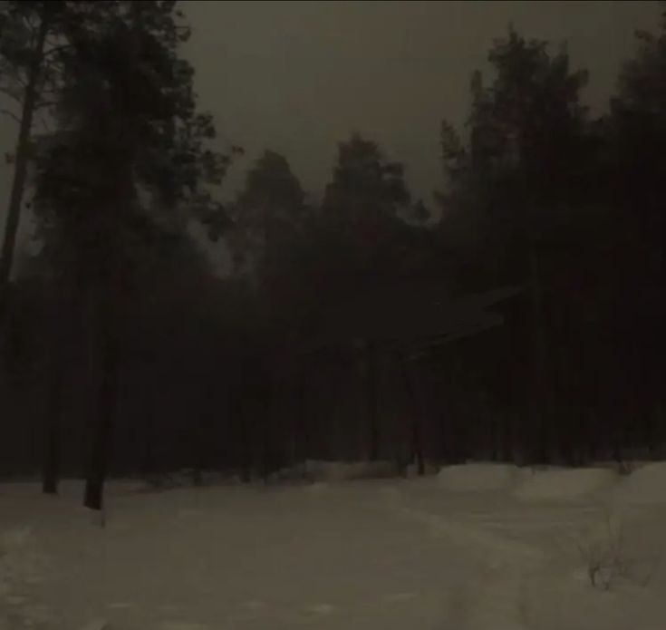 Создать мем: лес туман, ночью в лесу, лес мрачный