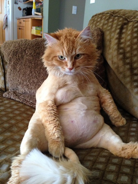 Create meme: funny fat cat, the pot - bellied cat, cat funny 