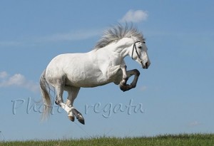 Create meme: the horse wind, Andalusian horse white, white horse