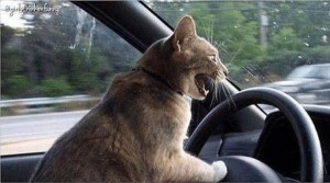Create meme: funny animals , behind the wheel, cat driving pictures