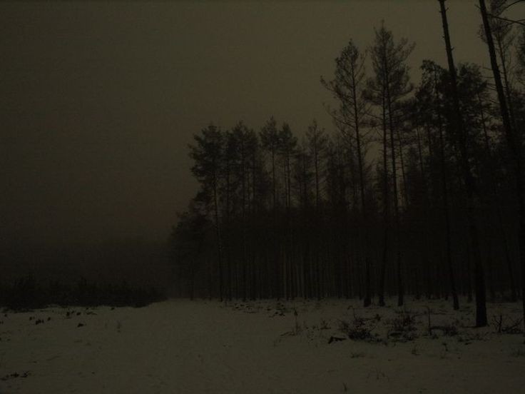 Создать мем: зима лес ночь, зимний лес ночью, темный лес