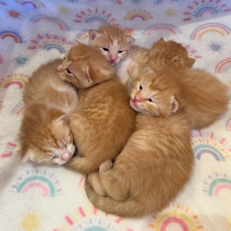 Создать мем: котики, рыжие новорожденные котята, рыжие котята в добрые