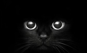 Создать мем: кот на чёрном фоне обои, бомбейская кошка, чёрный кот