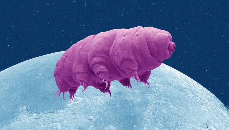 Создать мем: медведь тихоходка, tardigrade, жук тихоходка