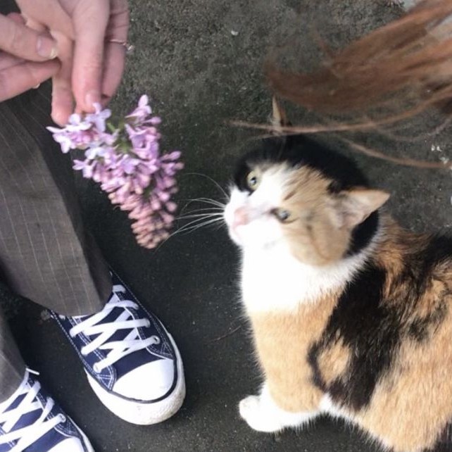Create meme: siberian tricolor cat, cat , kitty 