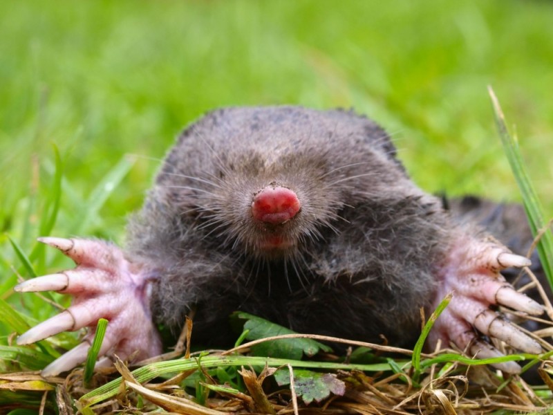 Create meme: mole , mole ordinary, common european mole