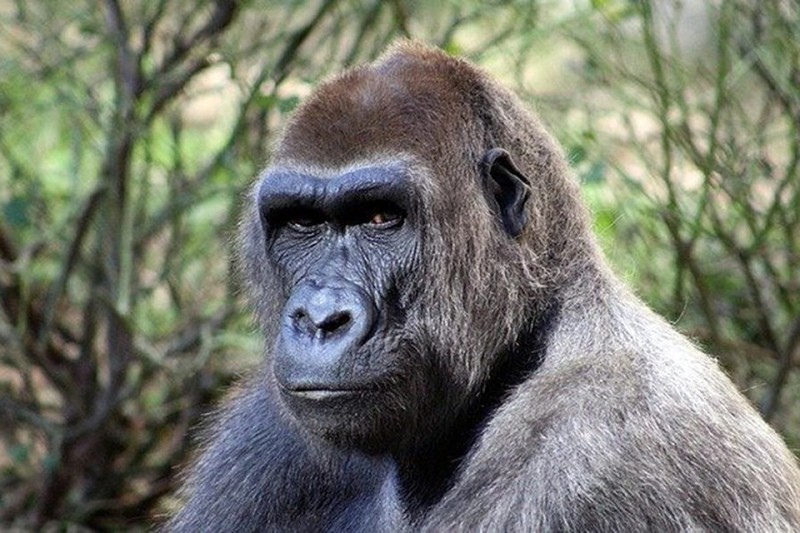 Create meme: nose gorilla, primates gorilla, gorilla monkey