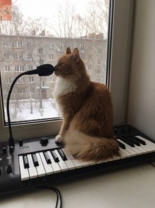 Create meme: cat, cat musician, cat on piano