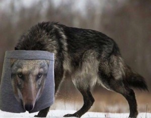 Create meme: wolf grey, animals wolf, wolf