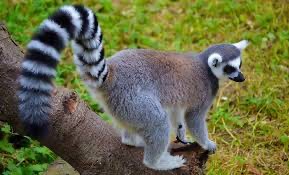 Создать мем: lemur, кольцехвостый лемур джулиан, лемур