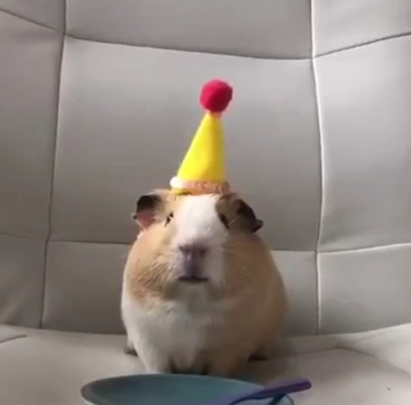 Create meme: funny guinea pigs, Guinea pig , animals cute