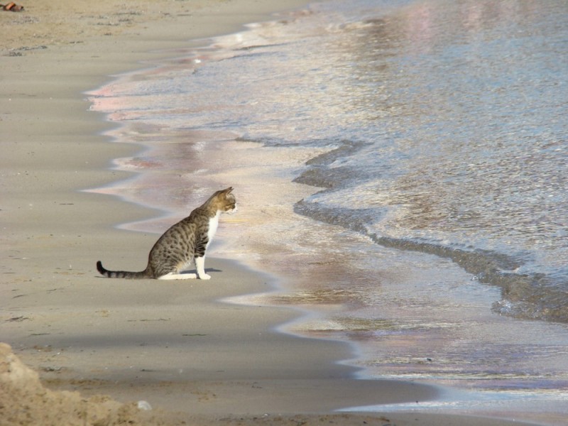 Create meme: cat by the sea, cat on the beach, cat on the sea
