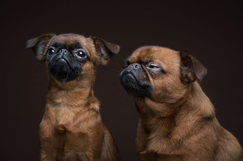 Создать мем: гриффон пти брабансон малый, брабансон собака, бельгийский гриффон пти брабансон